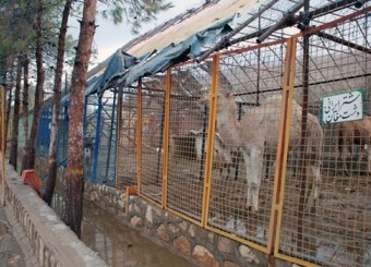باغ وحش شیراز به حمایت جدی مسوولان نیاز دارد