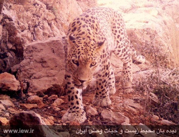 ثبت تصاویری از پلنگ ایرانی و تنوع زیستی در پارک ملی بمو