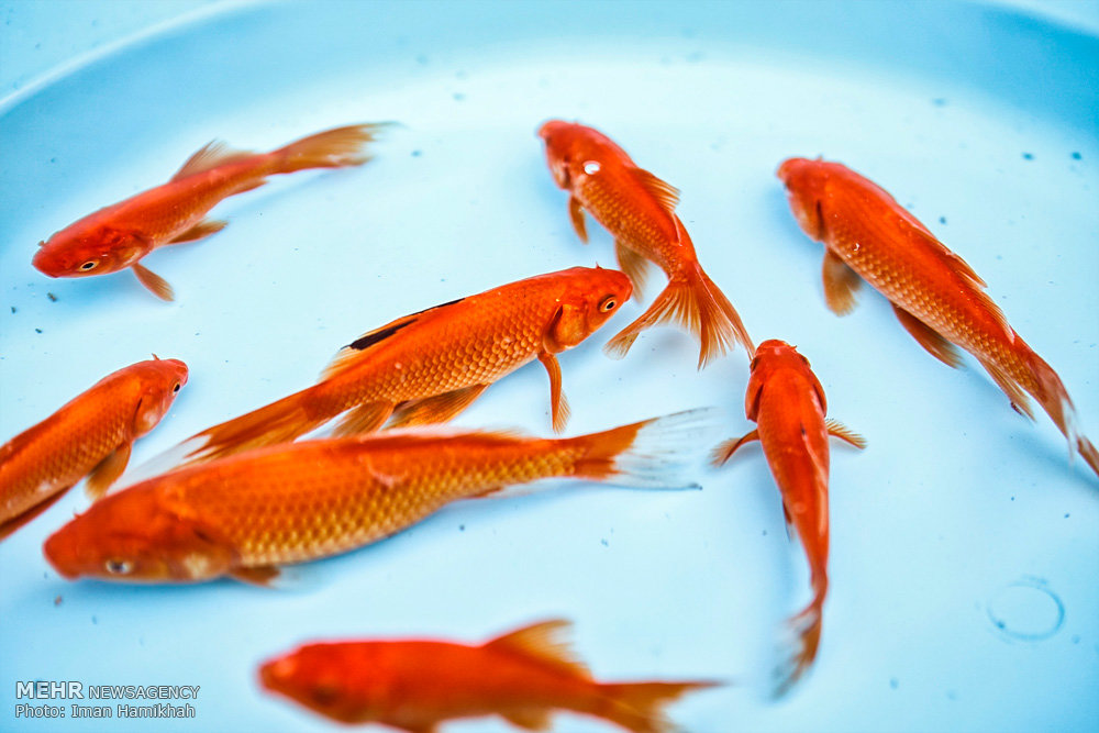 ممنوعیت رهاسازی ماهی قرمز در رودخانه و سد‌ها