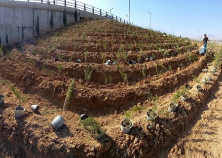 کاشت ۵۰۰ هزار اصله درخت تا پایان سال در شیراز