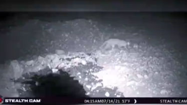 ویدئو: ثبت تصویر گربه وحشی در زیستگاه میان کتل شهرستان کازرون