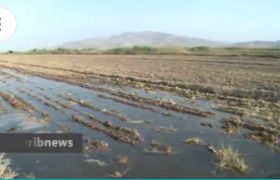 🎥 فاضلابی که به خورد گیاهان و دام‌ها می‌رود