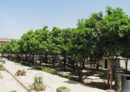 کاشت ۱۰۰ هزار نارنج در شیراز