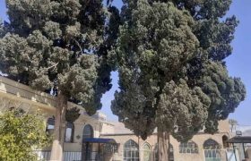 ثبت ملی ۹ درخت کهنسال در فارس