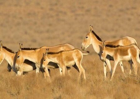 گور ایرانی در معرض انقراض