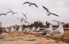 📸 مرغان کاکایی در شیراز