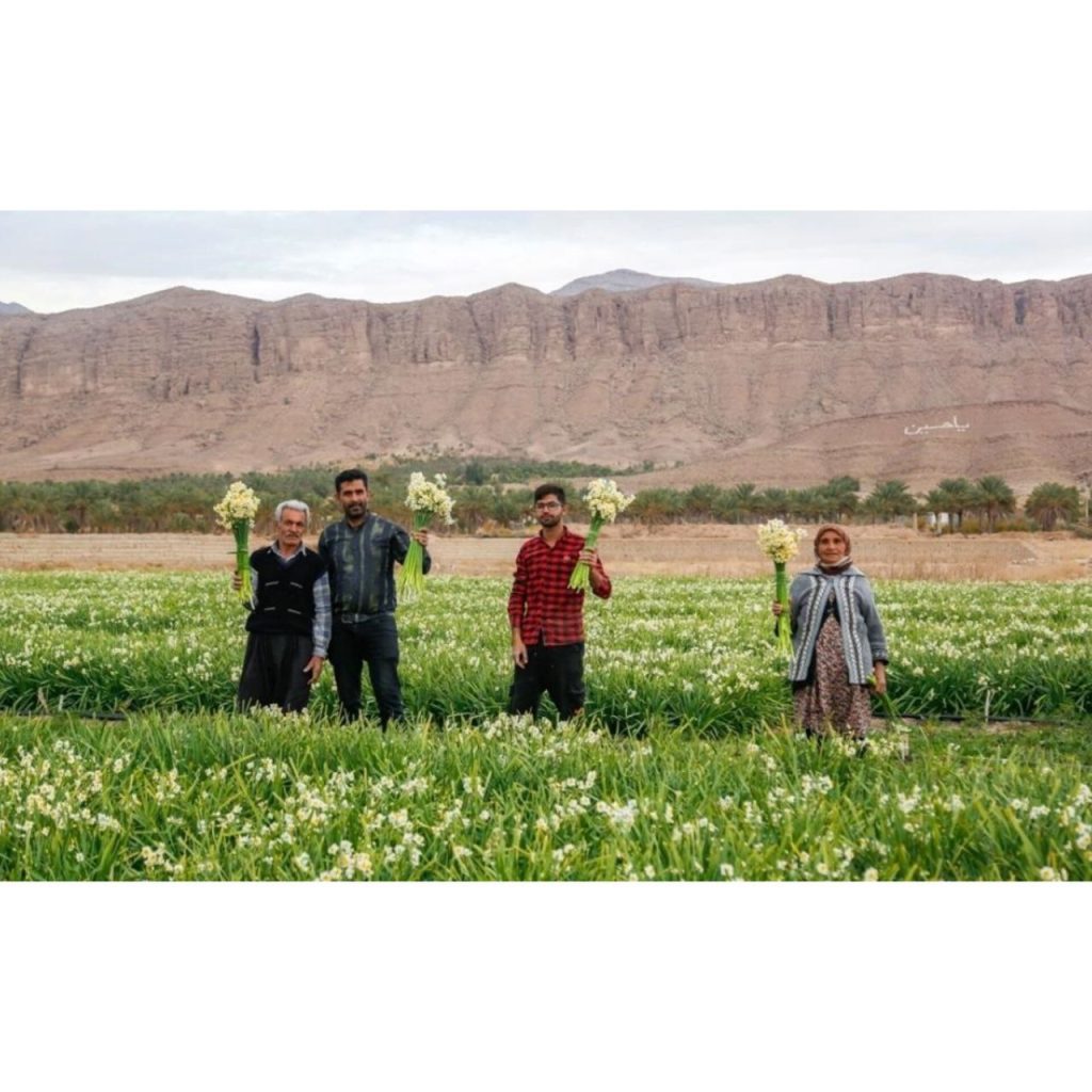 فارس قطب تولید گل نرگس کشور