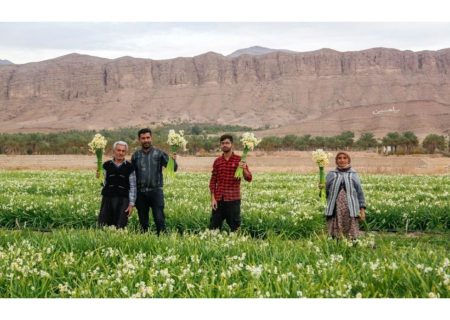 فارس قطب تولید گل نرگس کشور