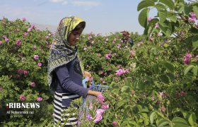 برداشت گل محمدی از گلستان‌های فارس