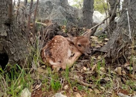 تولد نخستین گوزن زرد ایرانی در فارس