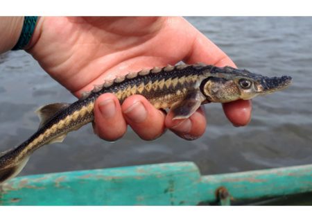 فارس رتبه اول تولید گوشت ماهی خاویاری و خاویار در کشور را داراست