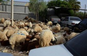 کشف حدود ۲۰۰ راس گوسفند در خودرو‌های شوتی