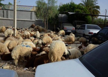 کشف حدود ۲۰۰ راس گوسفند در خودرو‌های شوتی