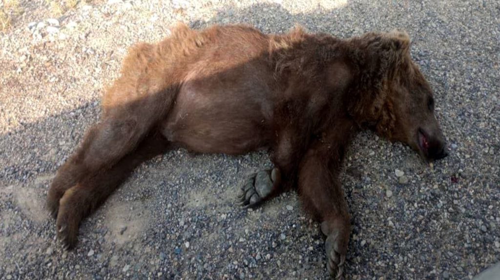 کشته شدن خرس قهوه‌ای مادر در مرودشت