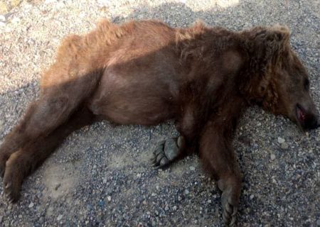 کشته شدن خرس قهوه‌ای مادر در مرودشت