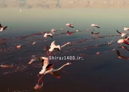 🎥: فلامینگوهای دریاچه مهارلو
