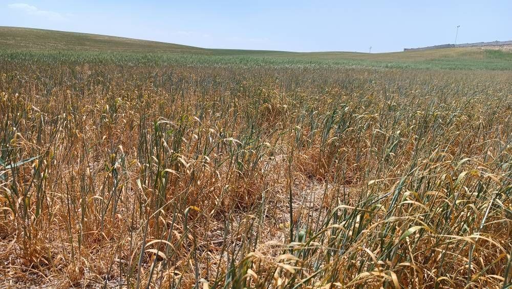 خسارت میلیاردی خشکسالی به گندم زارهای آباده