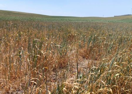 خسارت میلیاردی خشکسالی به گندم زارهای آباده