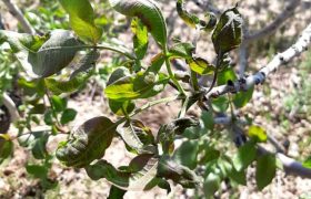 سرمازدگی محصولات کشاورزی در میانه خرداد ماه