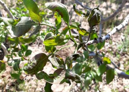 سرمازدگی محصولات کشاورزی در میانه خرداد ماه