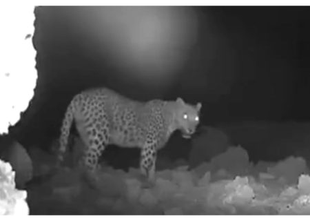 «شکوه کوش» به تصویر در آمد