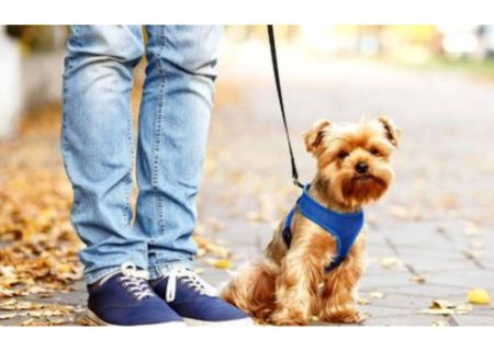 سگ‌گردانی در فارس ممنوع شد