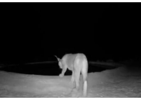 نخستین تصاویر کاراکال در کوه هوا لامرد ثبت شد