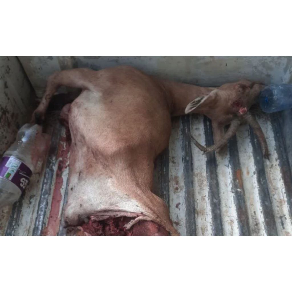 انهدام باند بزرگ شکار و قاچاق حیات وحش در پارک ملی بمو