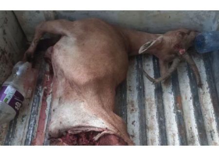 انهدام باند بزرگ شکار و قاچاق حیات وحش در پارک ملی بمو