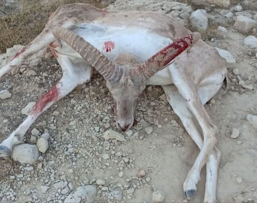 دستگیری شکارچیان غیرمجاز در فراشبند