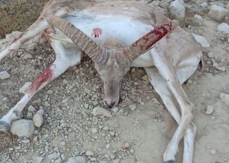 دستگیری شکارچیان غیرمجاز در فراشبند