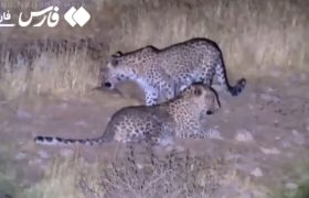 🎥: گردش شبانه ۲ پلنگ ایرانی در پارک ملی بمو