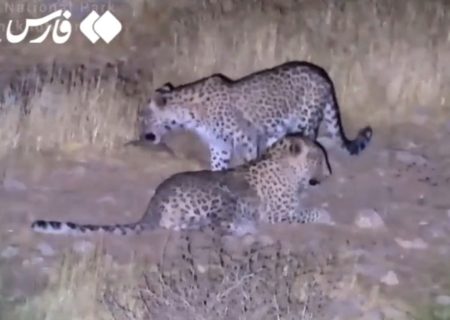 🎥: گردش شبانه ۲ پلنگ ایرانی در پارک ملی بمو