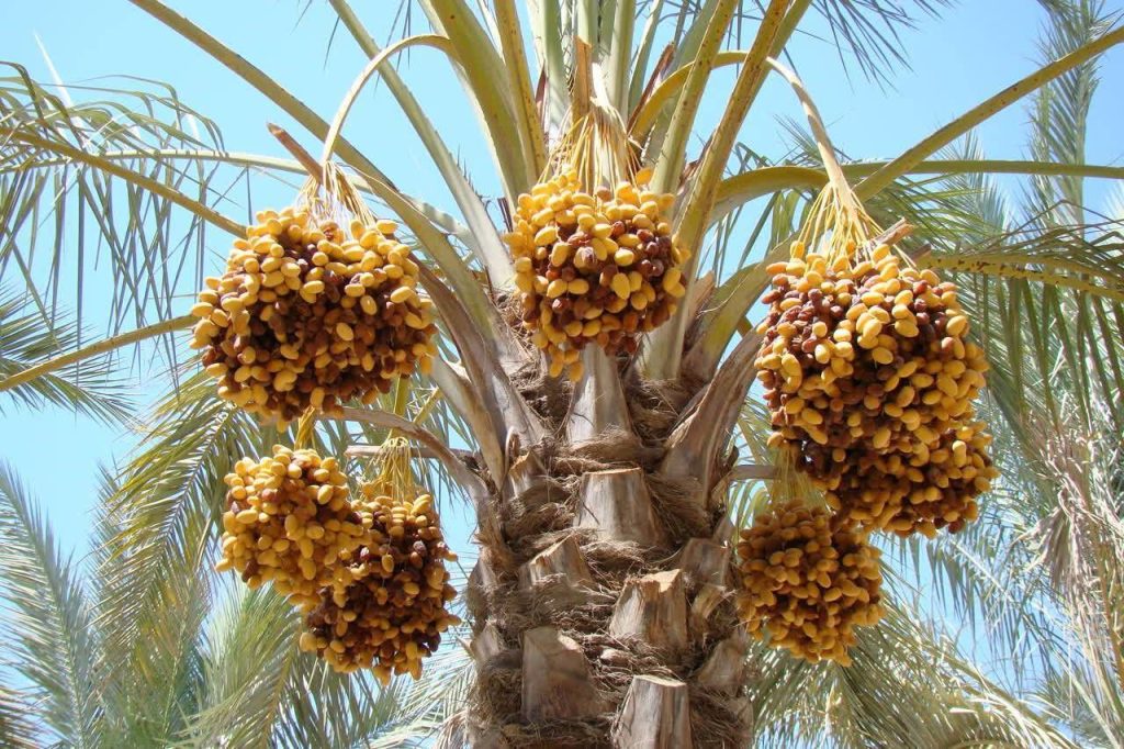 پیش بینی تولید ۵۷ هزار تُن رطب در فارس