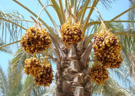 پیش بینی تولید ۵۷ هزار تُن رطب در فارس