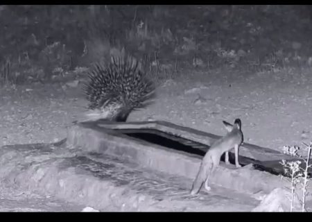 🎥: تصاویر دیدنی از پارک ملی بمو