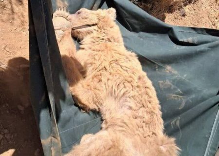 نجات خرس زخمی از ارتفاعات کوه خرسی مرودشت
