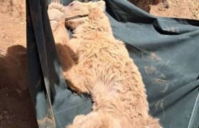 خرس قهوه‌ای سیوند، تلف شد