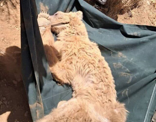 خرس قهوه‌ای سیوند، تلف شد