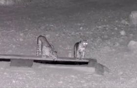 🎥: بازیگوشی ۲ پلنگ ایرانی در پارک ملی بمو