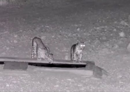 🎥: بازیگوشی ۲ پلنگ ایرانی در پارک ملی بمو