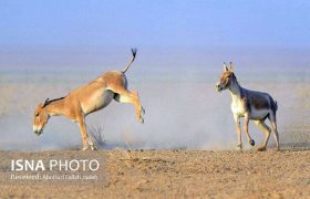 کارگروه ملی حفاظت از گورخر آسیایی تشکیل شد