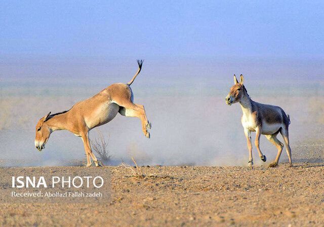 کارگروه ملی حفاظت از گورخر آسیایی تشکیل شد