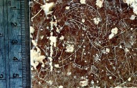 کشف یکی از کوچک‌ترین سنگ‌نگاره‌های اواخر دوره ساسانی در دشت مرودشت