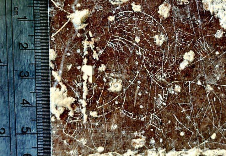 کشف یکی از کوچکترین سنگنگارههای اواخر دوره ساسانی در دشت مرودشت