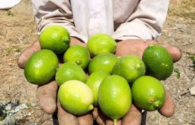 فارس، قطب تولید لیموترش در کشور