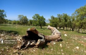 📸: جنگلهای بلوط فارس در خطر نابودی؛ گنجینهای سبز که نفس ایران است