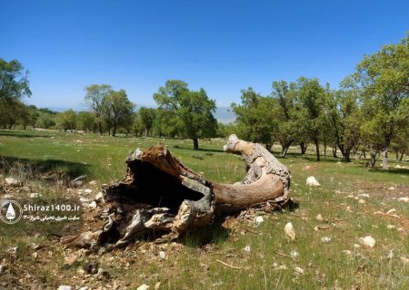 📸: جنگل‌های بلوط فارس در خطر نابودی؛ گنجینه‌ای سبز که نفس ایران است