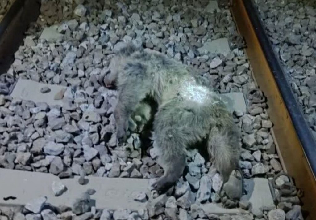 دو توله خرس بر اثر برخورد با قطار در مرودشت تلف شدند