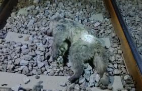 دو توله خرس بر اثر برخورد با قطار در مرودشت تلف شدند